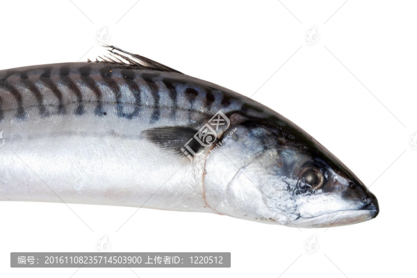 馬鮫魚