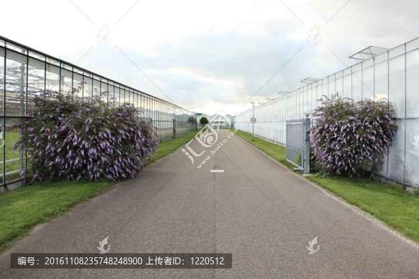 蝴蝶灌木和溫室