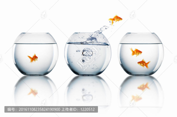 在一個(gè)魚缸里的金魚