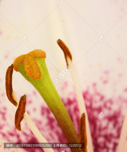 百合花