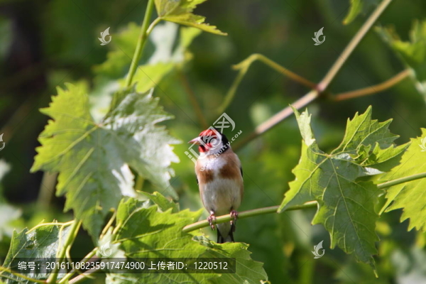 金翅雀；Carduelis,carduelis