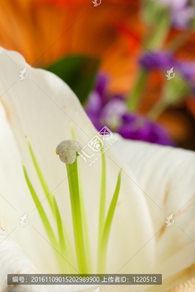 莉莉花白色
