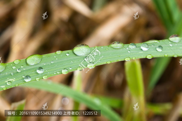 雨在草葉扣分