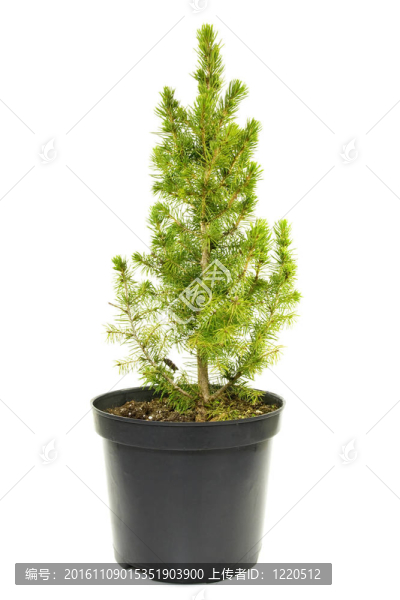 盆栽的綠色冷杉樹