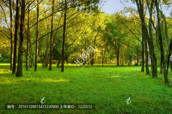 早上在森林