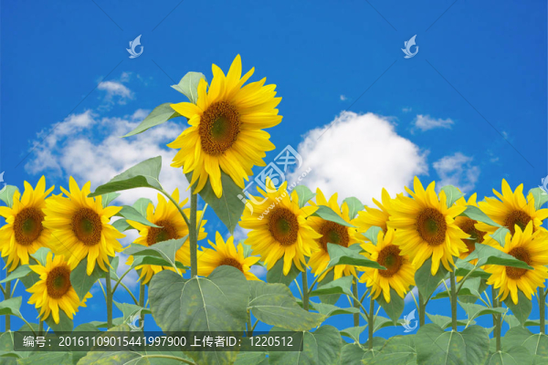 向日葵盛開在蔚藍(lán)的天空