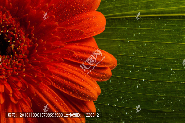 紅色非洲菊雛菊花