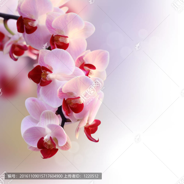 美麗的蘭花紫色和白色