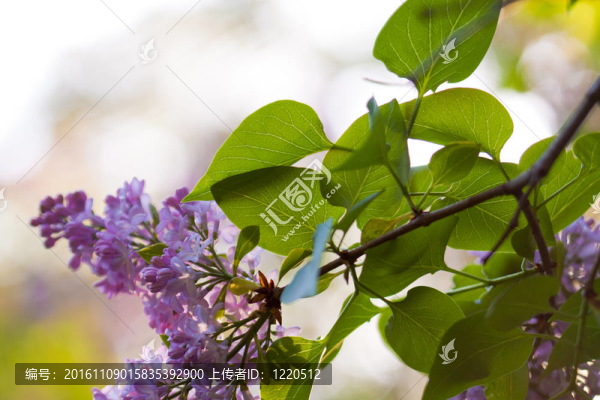 一束紫色的淡紫色丁香花