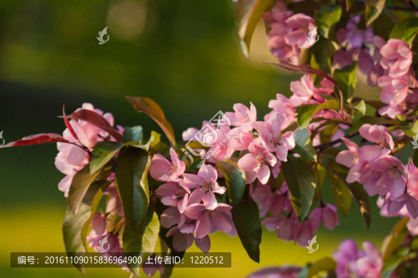 春萍在花園里的桃花