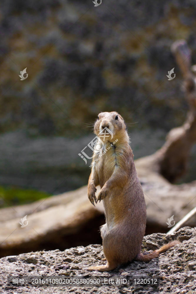 草原狗（cynomis,ludovicianus）在薩爾茨堡動物園的肖像