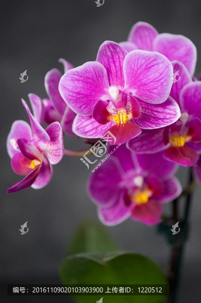 Orchidea