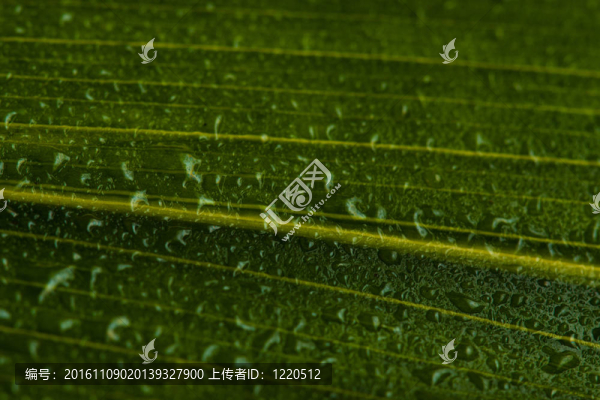 綠葉上的水滴