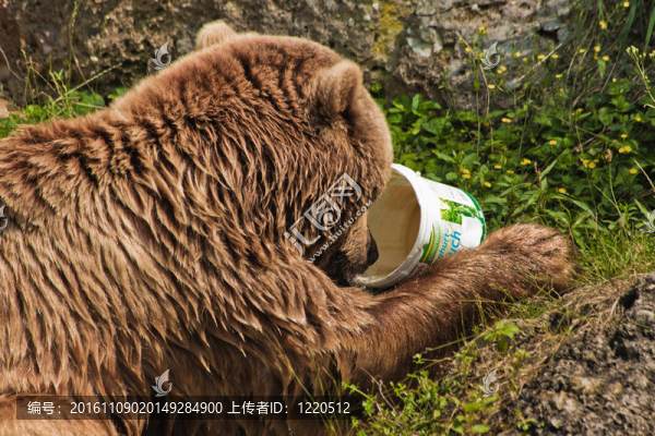 薩爾茨堡動物園的熊畫像