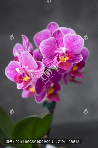 Orchidea