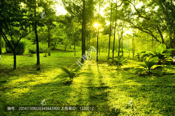 公園綠地樹(shù)