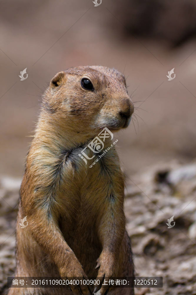 草原狗（cynomis,ludovicianus）在薩爾茨堡動物園的肖像