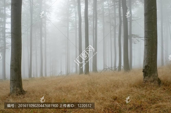 山毛櫸