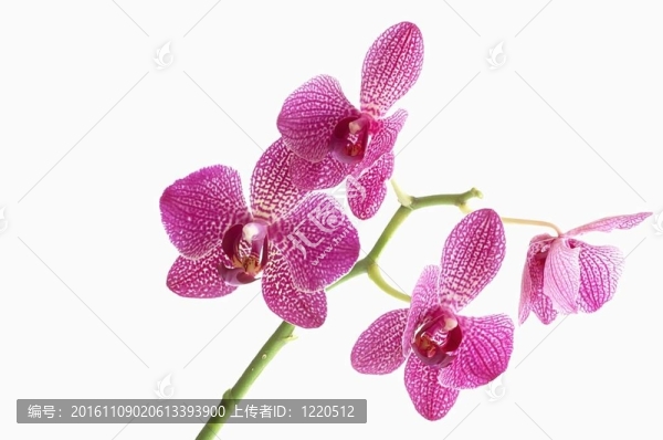 白色地面上的蘭花