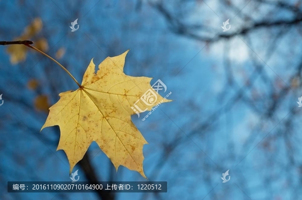葉槭木