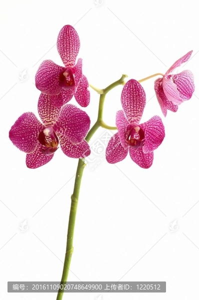 白色地面上的蘭花