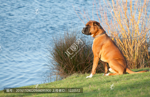拳師犬