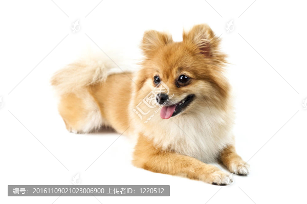 可愛的博美犬在白