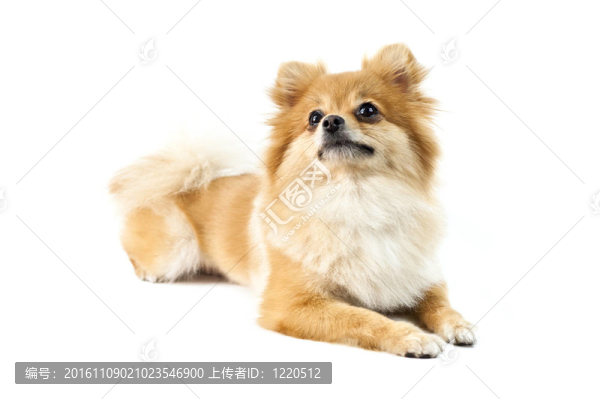 可愛的博美犬在白