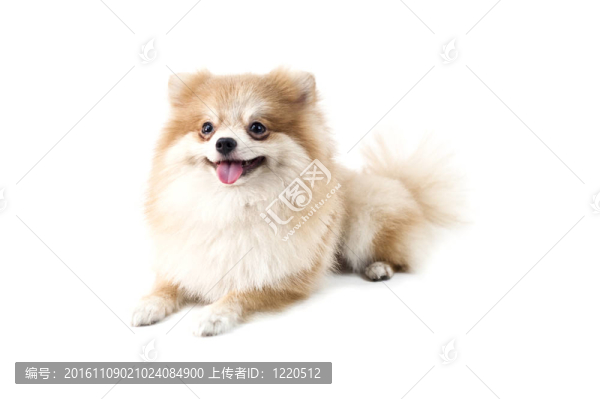 可愛的博美犬在白