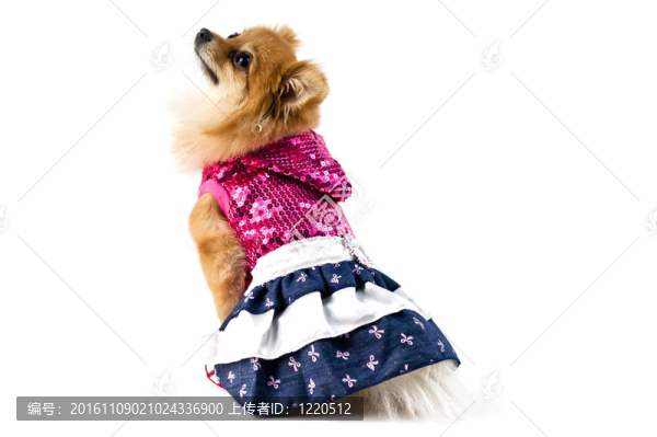 可愛的博美犬在白