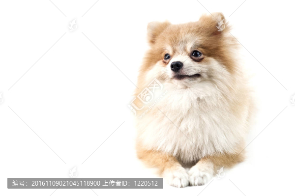可愛的博美犬在白
