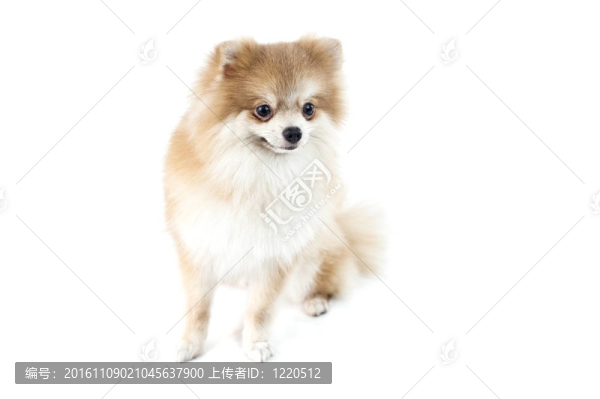 可愛的博美犬在白