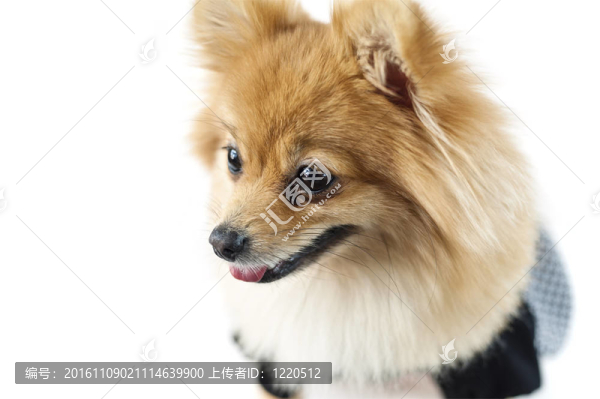 可愛的博美犬在白