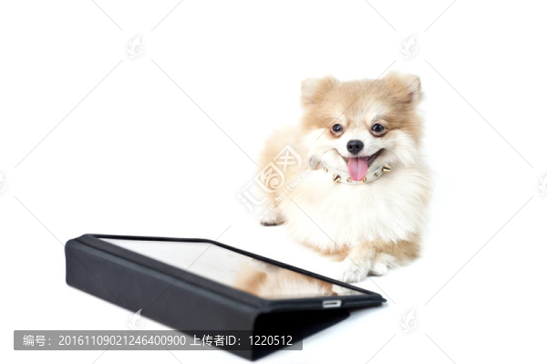 可愛(ài)的博美犬白色iPad