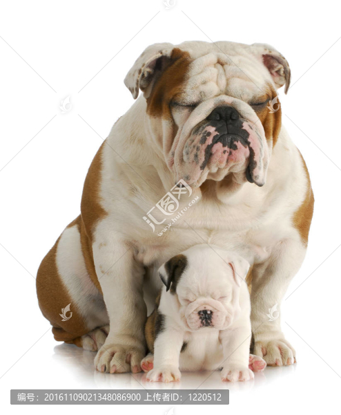 斗牛犬的父親和女兒