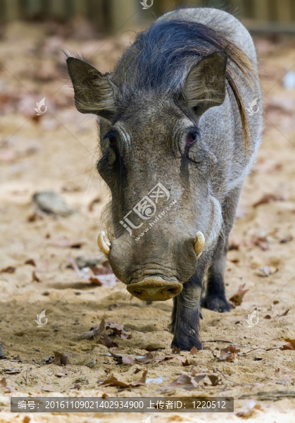 疣豬或普通疣豬；Phacochoerus,africanus