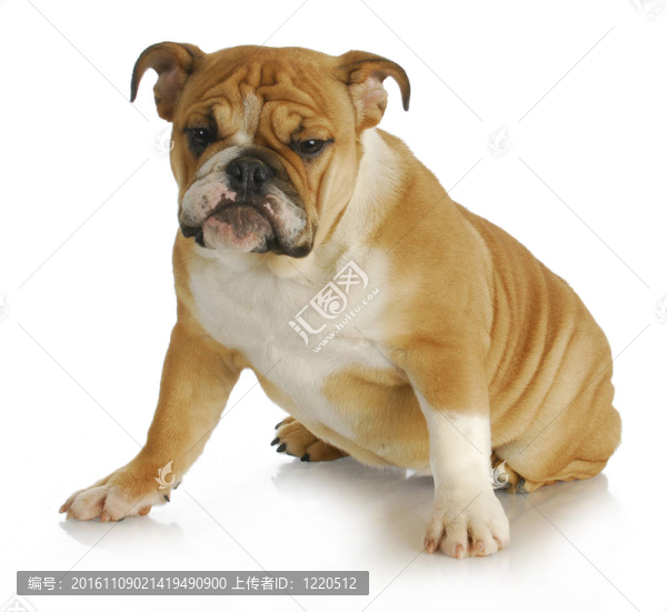 英國(guó)斗牛犬