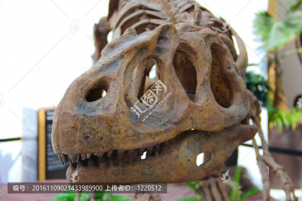 Dinosaur的頭骨