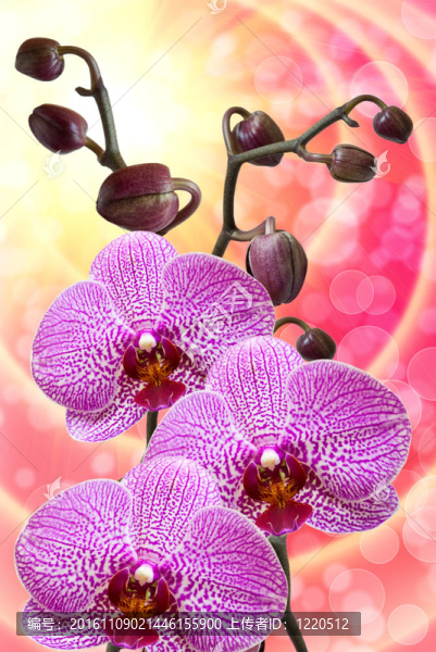 蘭花花的特寫