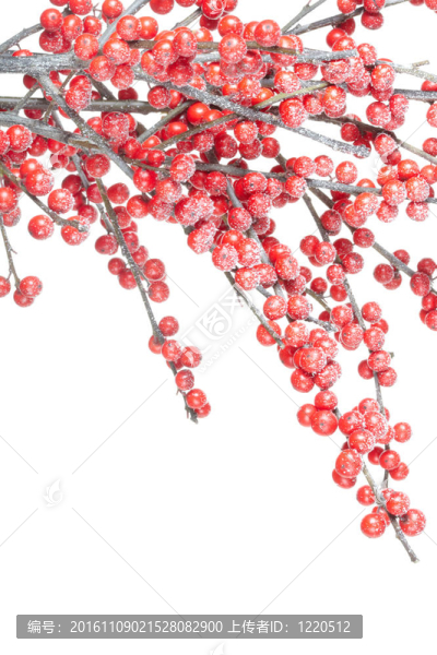 有紅色漿果的圣誕枝