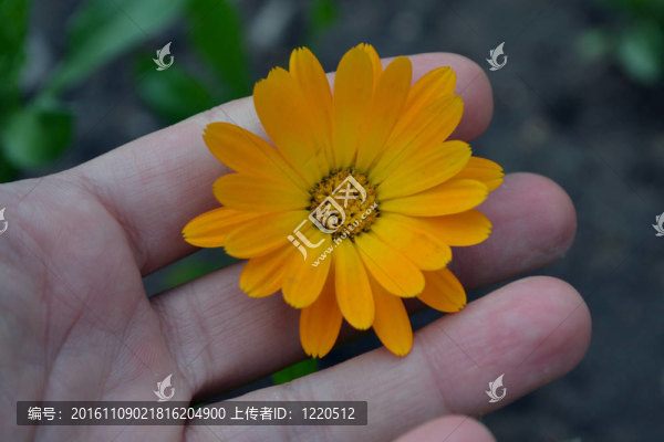 金盞花