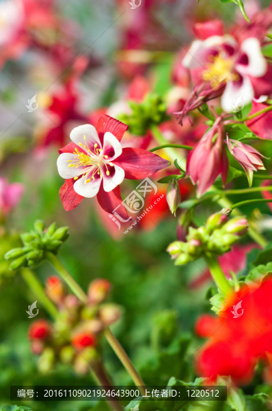 耬斗菜折紙
