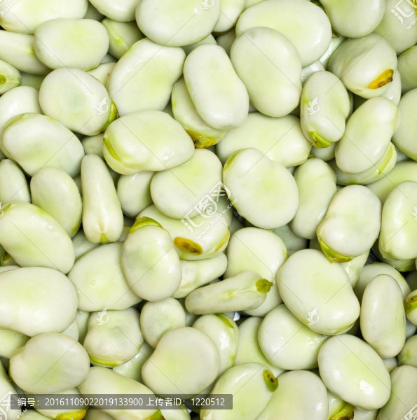 許多蠶豆豆