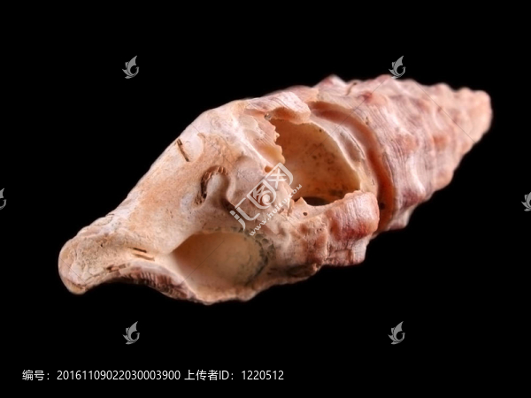蝸牛