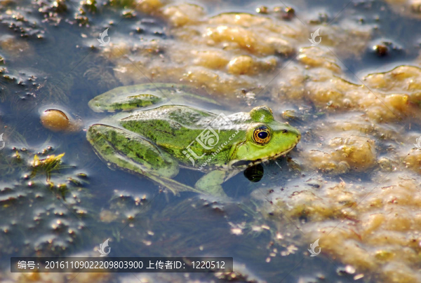 池塘里的青蛙