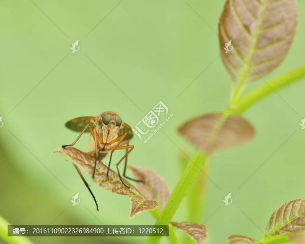 沼澤飛（Tetanocera）
