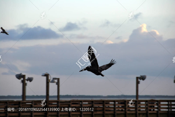 Pelican飛