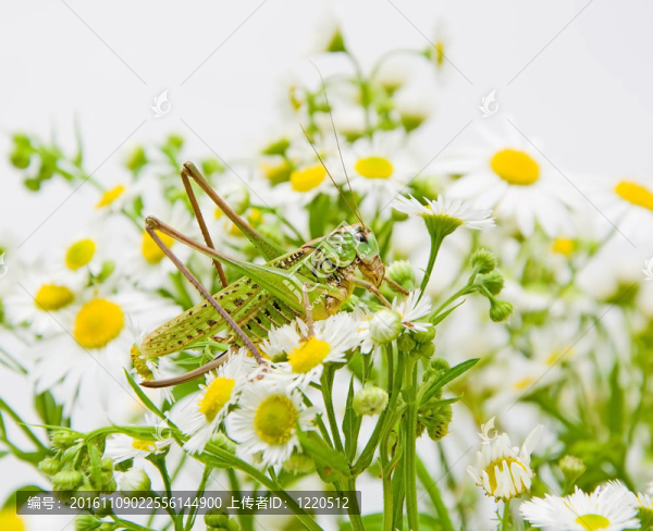 大綠蚱蜢在開花的雛菊