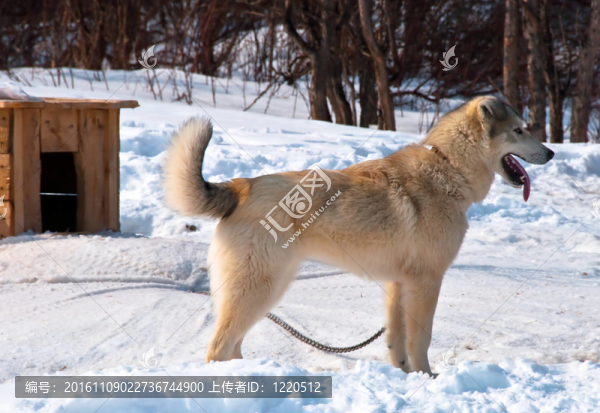 狗在雪