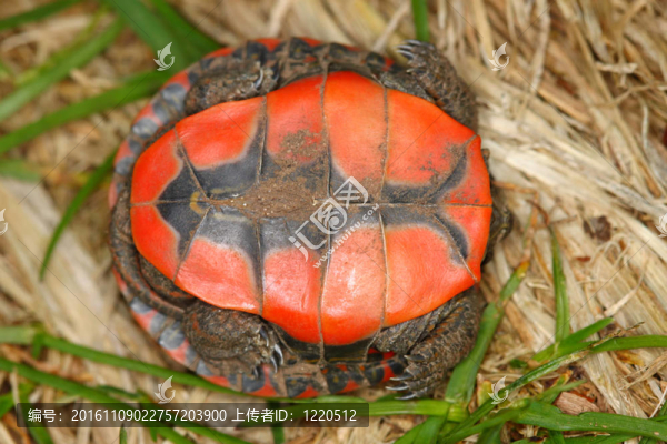錦龜（Chrysemys,picta）